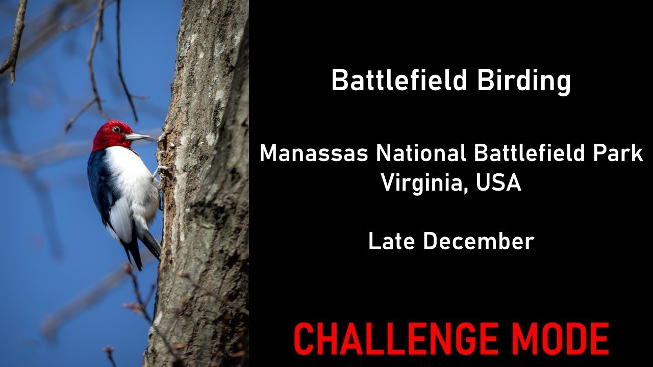 You Go Birding at a Historic Battlefield! (Challenge Mode) | Virtual Birding