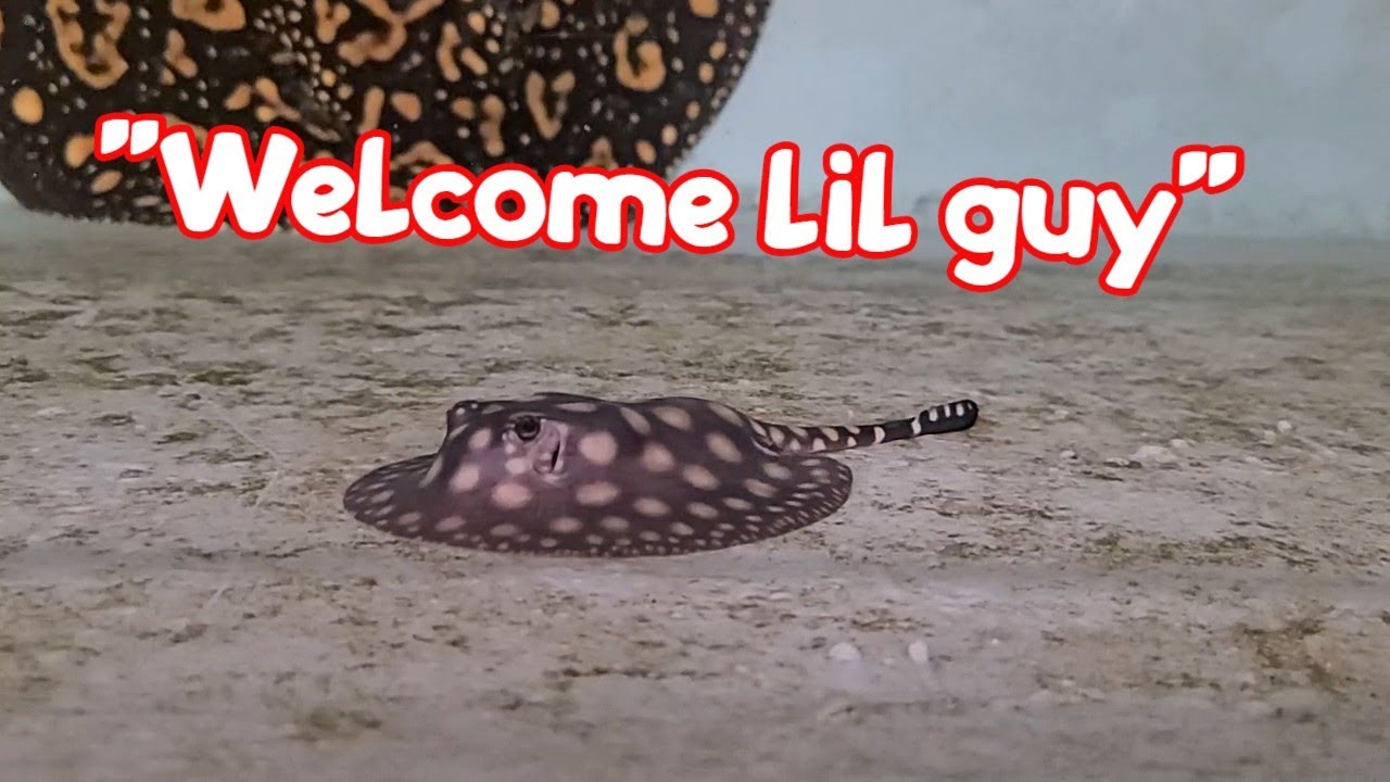INSANE Super Spotted Stingray Pups just Born