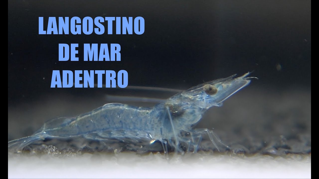 Gamba Natural