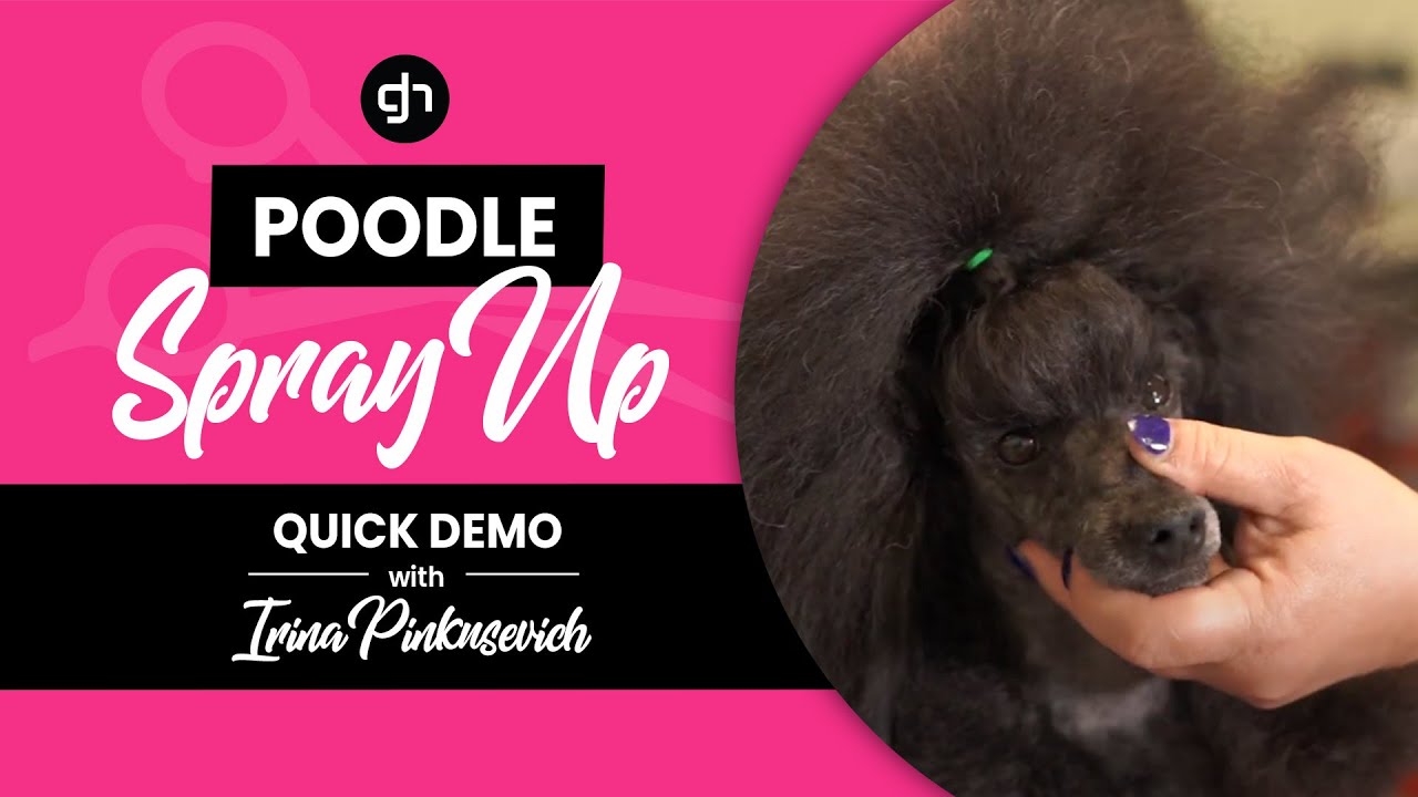 How to do a Poodle Spray Up Demo w/ Irina Pinkusevich