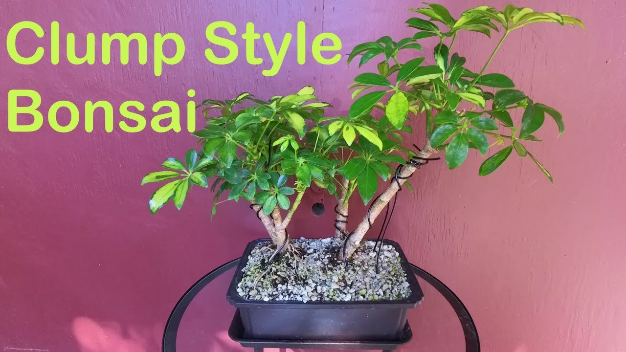 Clump Style Bonsai - Schefflera arboricola variegated 'umbrella'