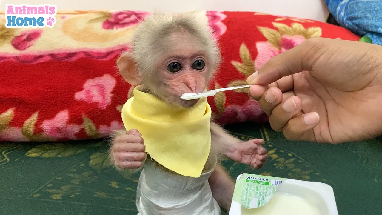 BiBi helps dad get a spoon to eat yogurt