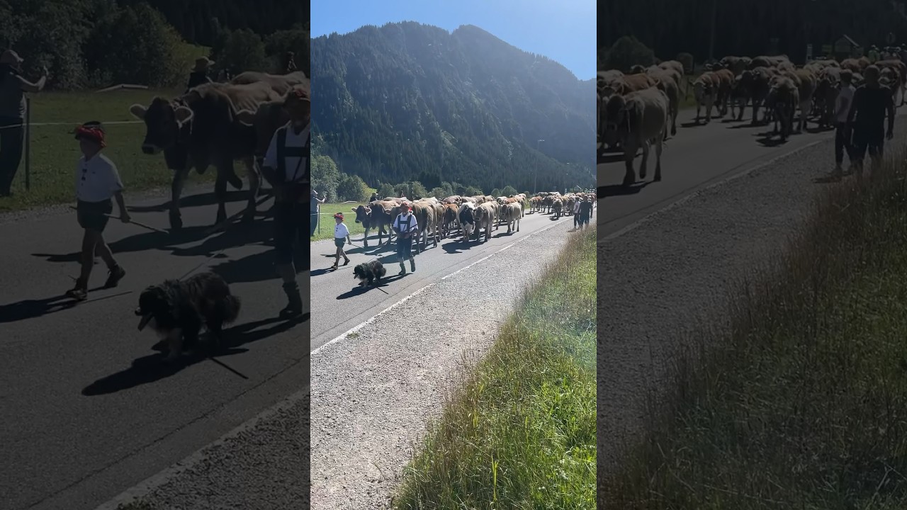 Alpfahrt Tannheim im Tannheimer Tal 🇦🇹