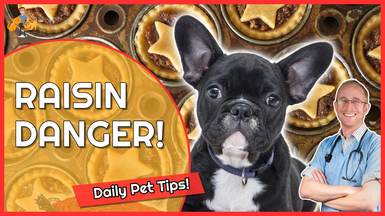Raisin Poisoning in Dogs - A Deadly Risk! - Daily Pet Tips