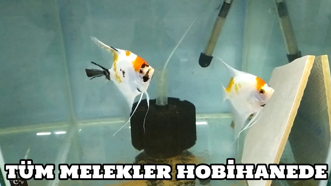 Melek Vlog #75 (T&uuml;m Melekler Hobihanede)