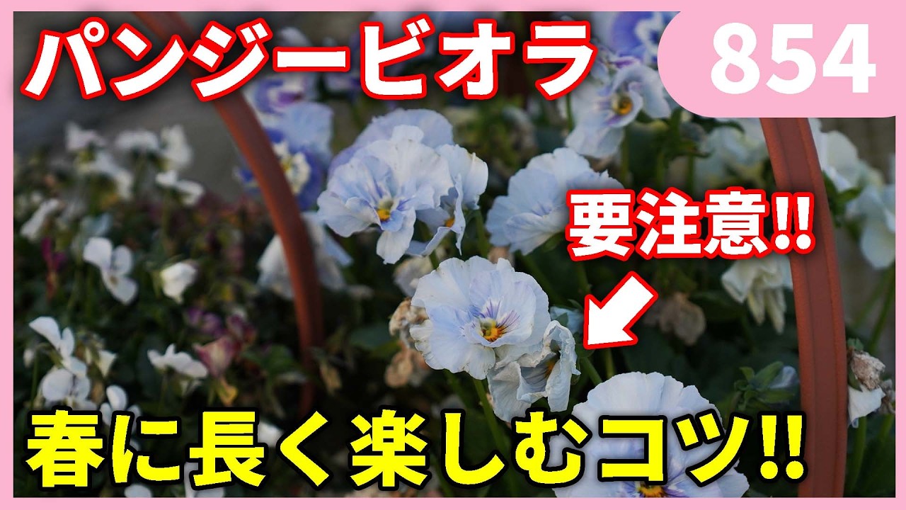春にパンジービオラを長く楽しむコツ by 園芸チャンネル 854 #園芸 #ガーデニング #初心者