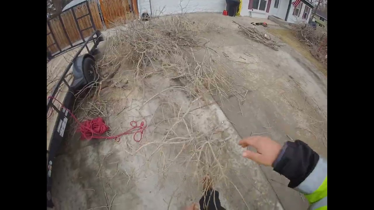Ash tree removal 