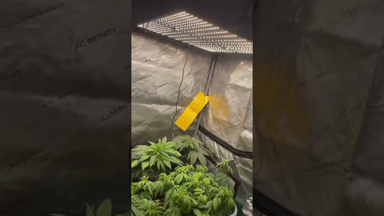 First grow in the Ac infinity 3x3 #myacgrow