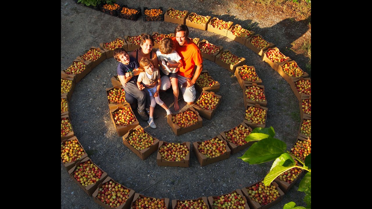 Bosque comestible, viviendo el climax 20 años después de su plantación, en Permacultura Caña Dulce