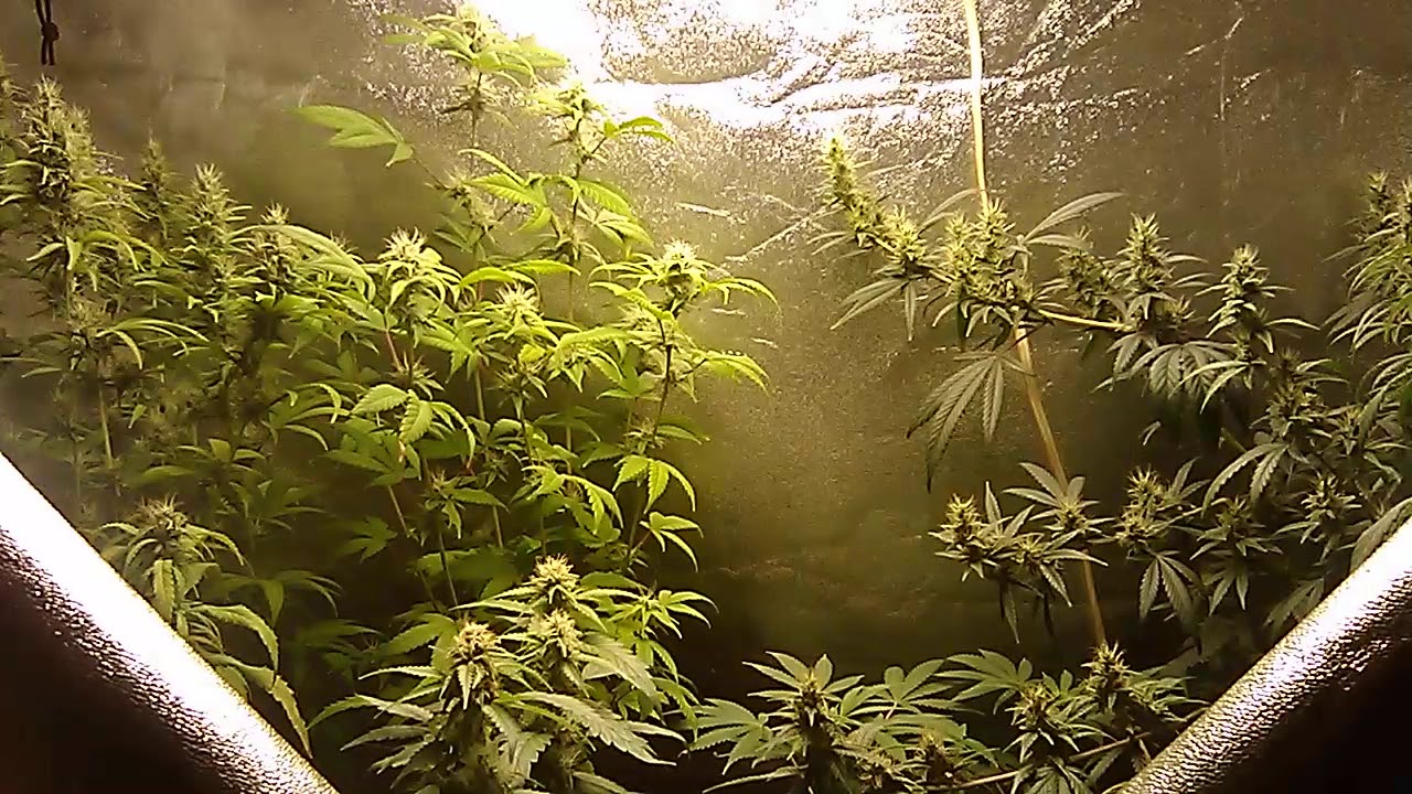 ViparSpectra pro series P1500 SMD LED grow light in a 2'x4' flower tent update