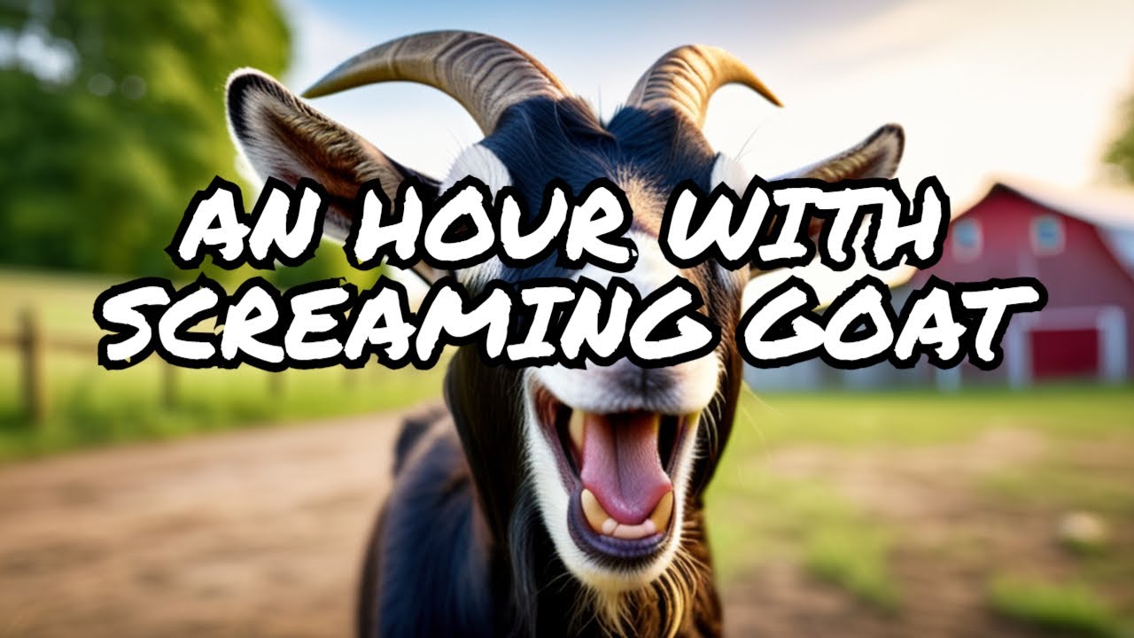 screaming goat 1 hour