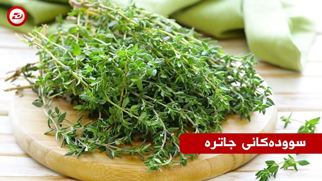 سودەکانی جاترە ، ئەزبۆلە ، زەعتەر