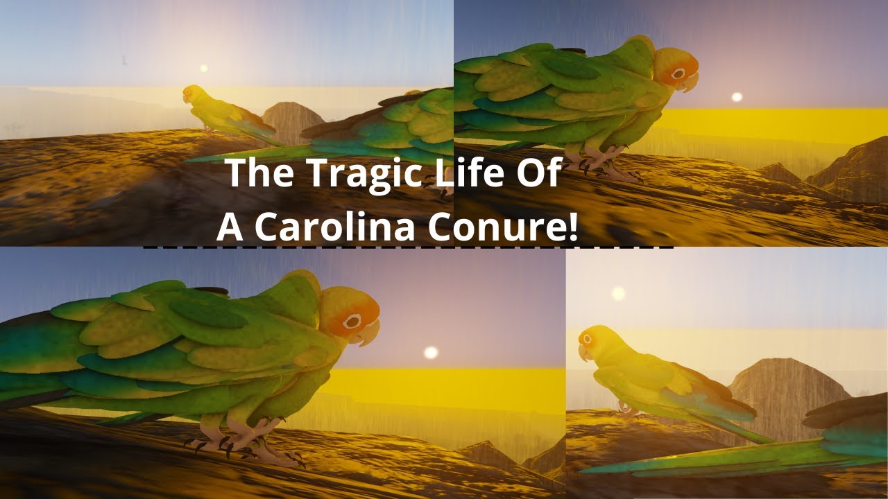 The Tragic Life Of A Carolina Conure! | - | Carolina Conure - Documentary | Cenozoic Survival + [TB]