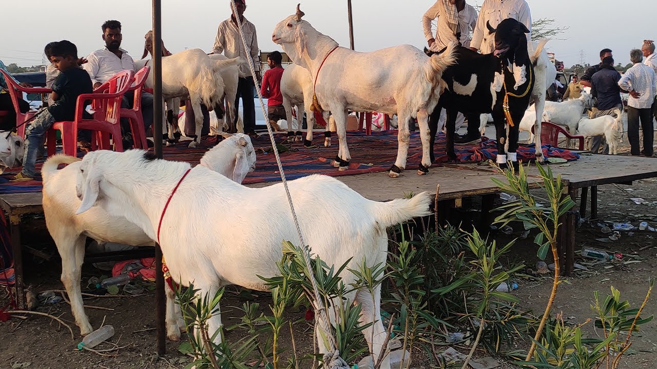 DEWAS BAKRA MANDI PART 2 | EK SE BADH KR EK BAKRE DEKHIYE ISS VIDEO ME MALWA K WITH REAL BAKRA LOVER