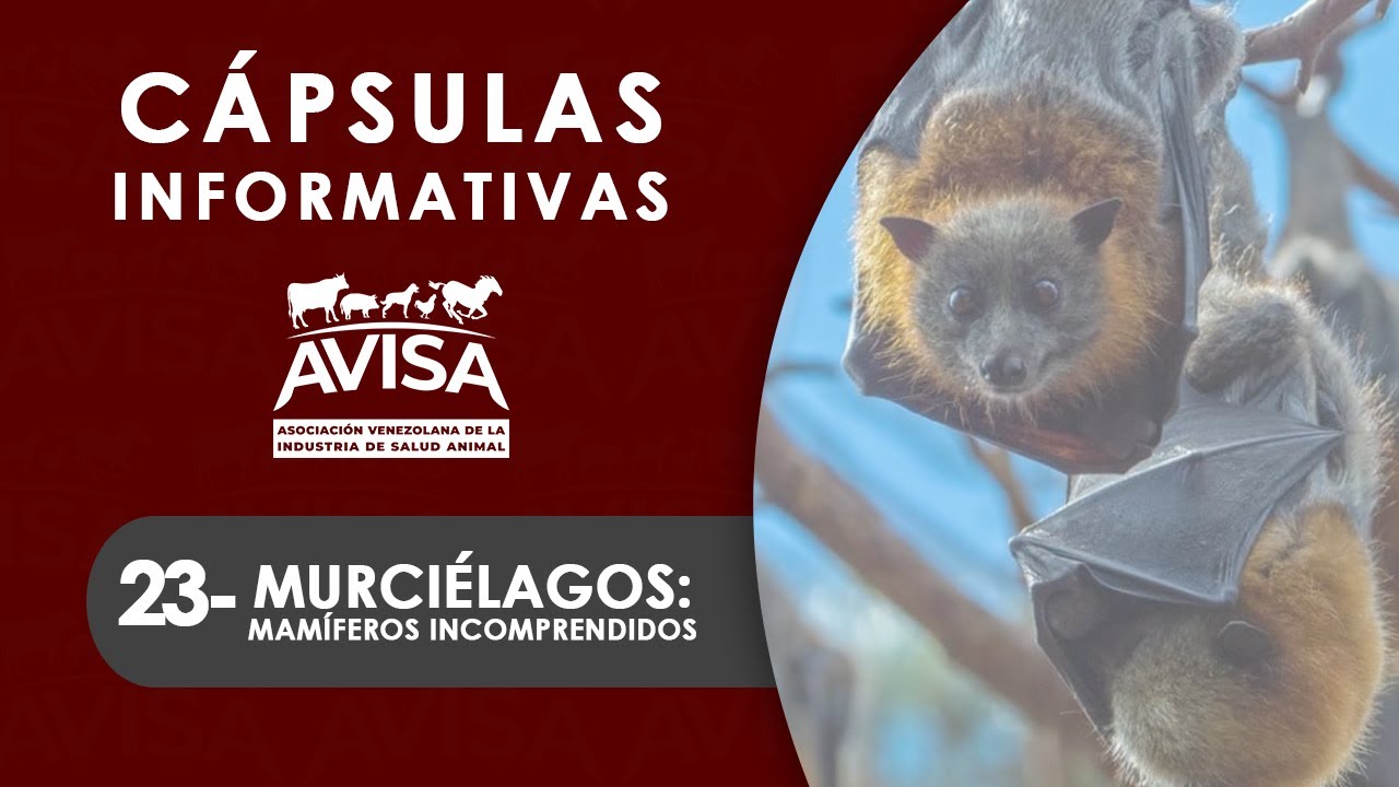Cápsulas Informativas AVISA: 23- Los Murciélagos