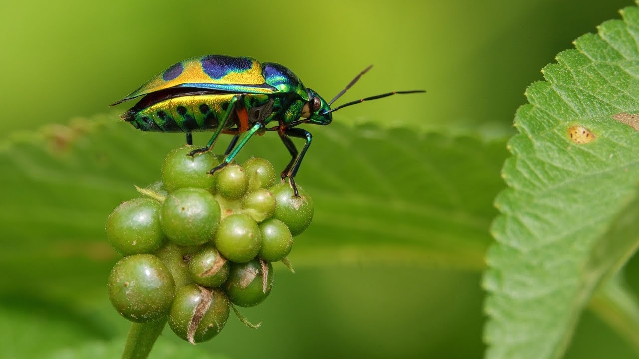 The colorful Jewel Bug (in 4K)