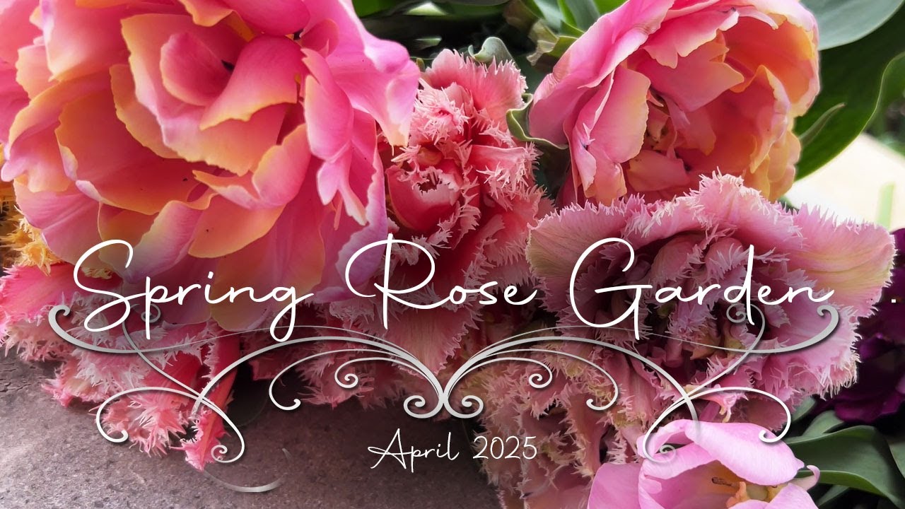 New David Austin Roses | James Galway & Mill on the Floss | Spring Garden Tour & Tulips