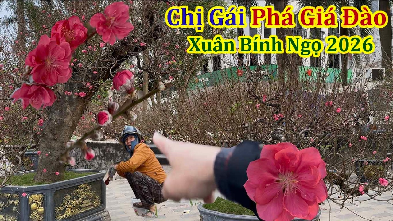 Đào Cổ Giá Rẻ Tràn Ngập Đường Phố Hà Nội - Xuân Bính Ngọ 2026