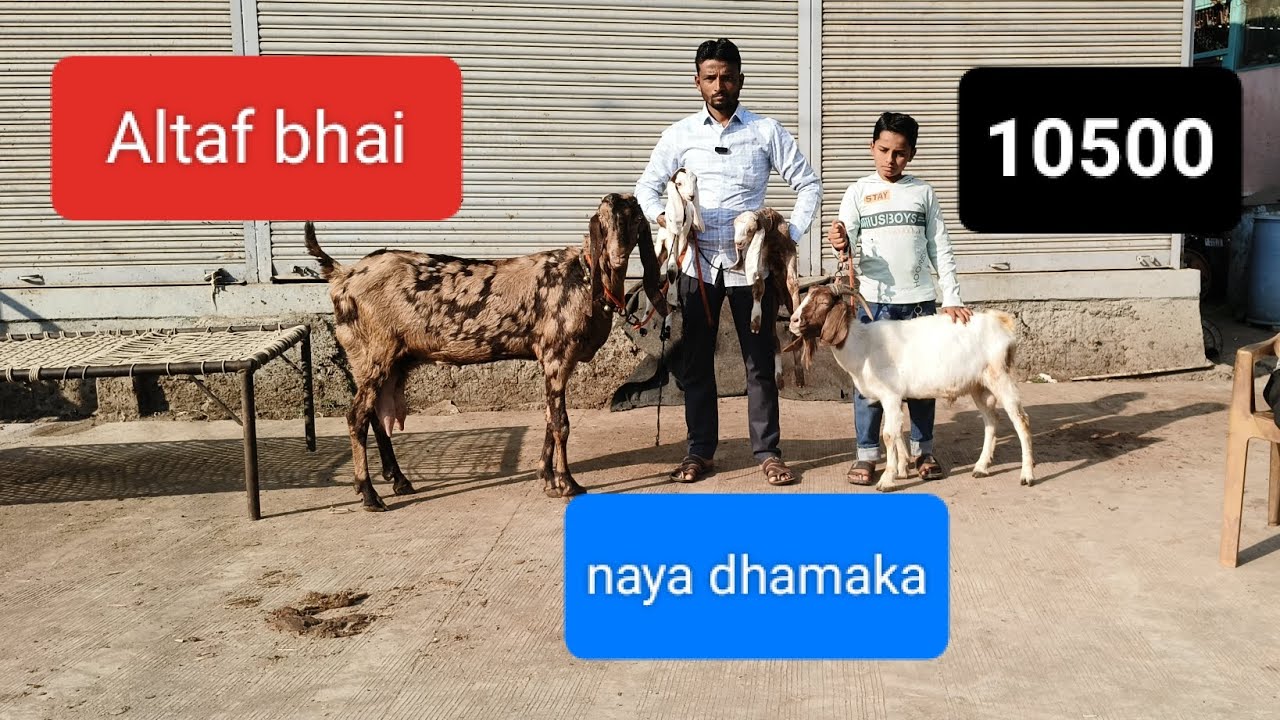 Altaf bhai #Goat #trader #animals #YouTube #viralvideo