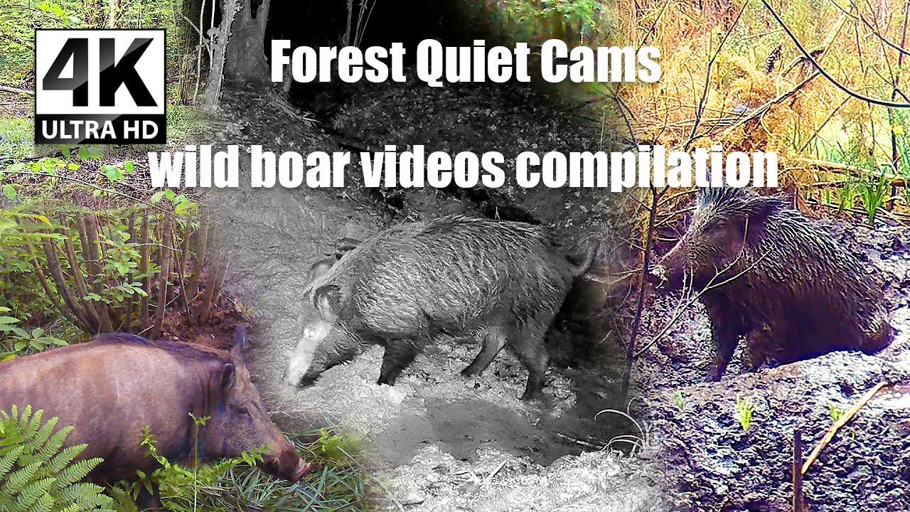When Wild Boars Rule the Forest | Quiet Night Moments