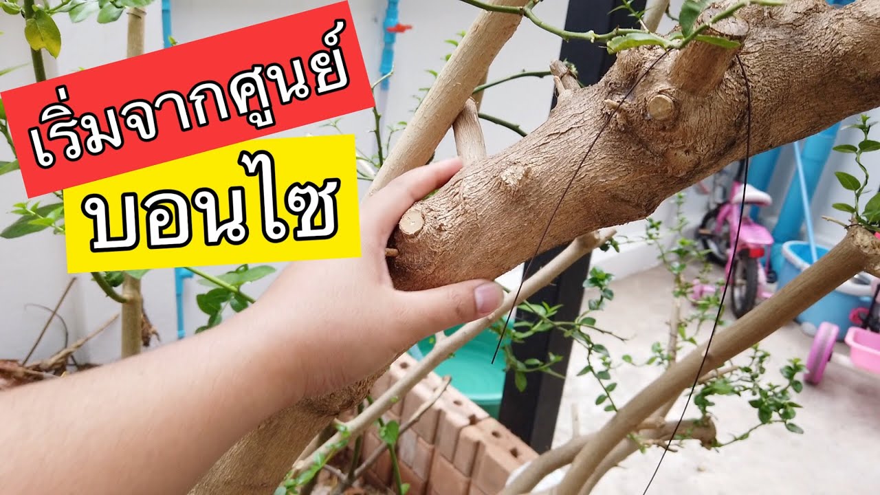 บอนไซ : ep.1 เร่ิมจากศูนย์ การสร้างบอนไซ | Bonsai