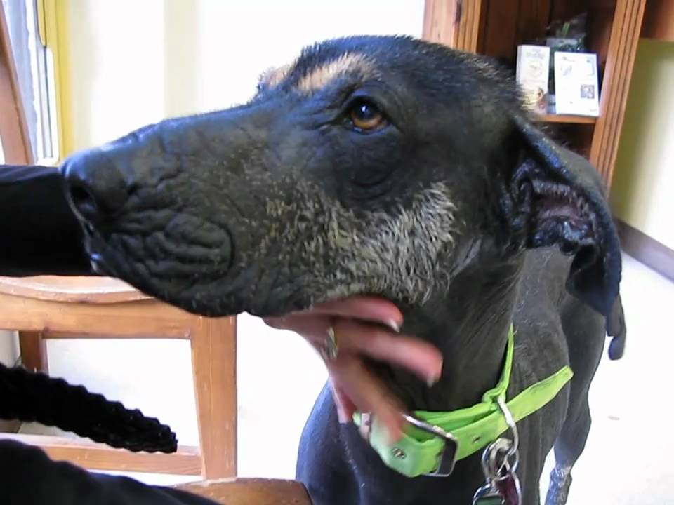 Frida is a unique beauty and needs a good home