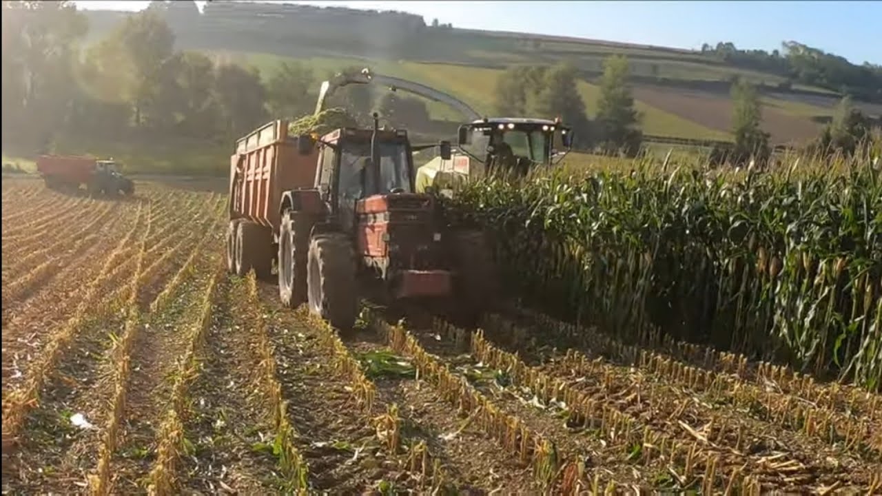 ensilage de maïs 2019, case IH 1455 XL sur une petite remorque !?