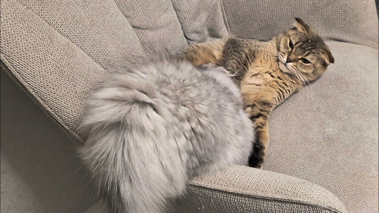 Соня напала на молочную ферму 🤣