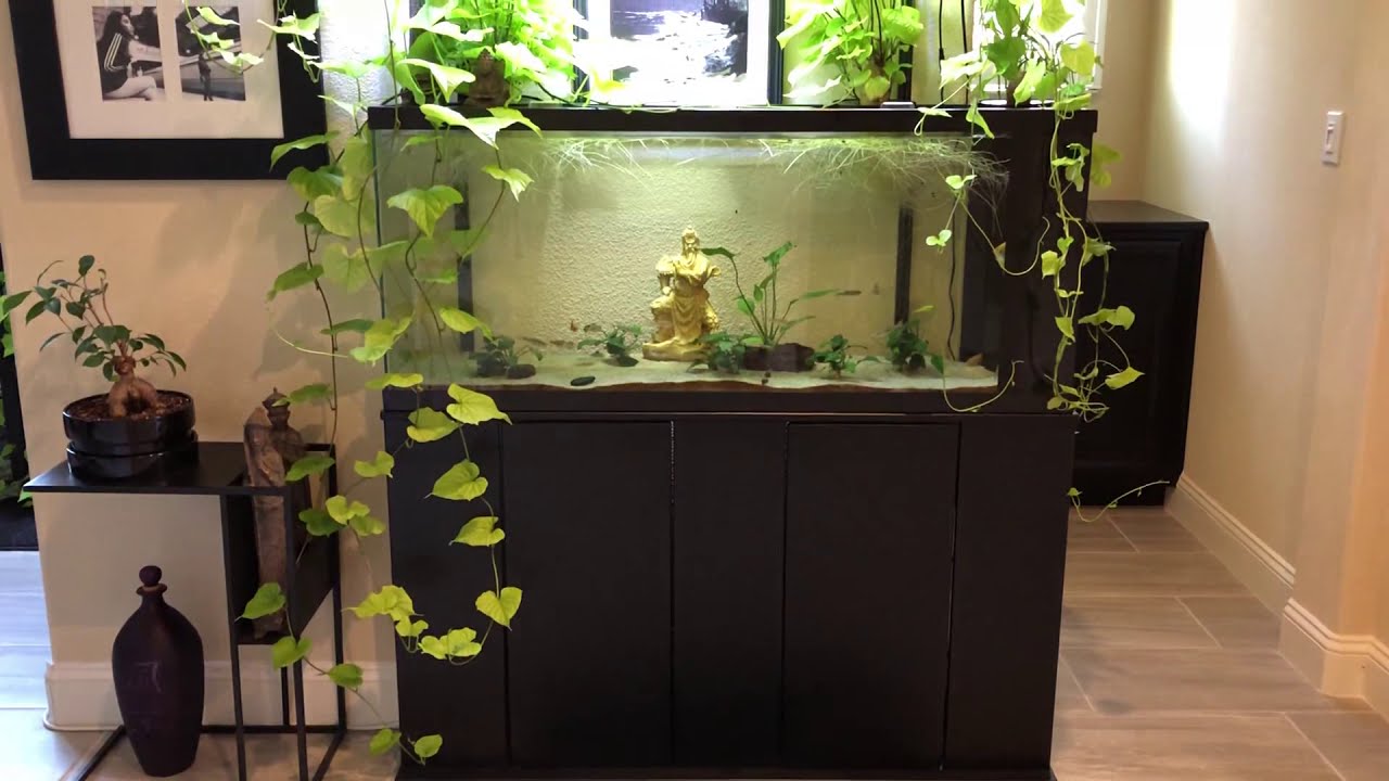 Sweet Potatoes aquarium update