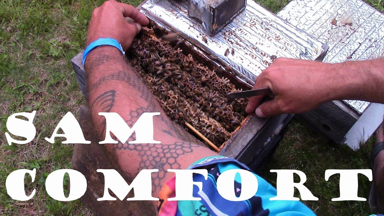 Hanging Out and Working a Ukranian Hive with Sam Comfort - Alternative Beekeeping Conference