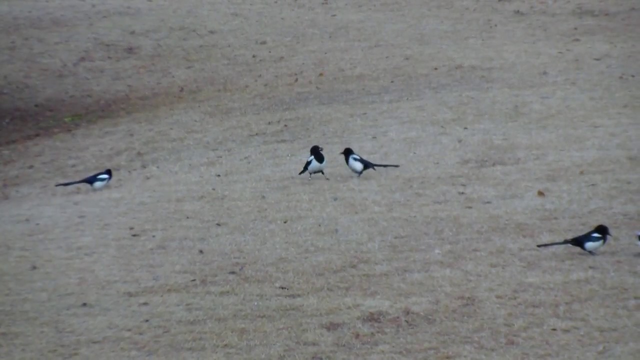 magpies   Royalty Free Stock Video Foota 720P copy right free