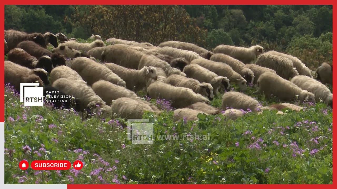 Fshati me sytë nga agroturizmi, blegtoria ka qenë dikur baza e jetesës së banorëve të “Asim Zenelit“
