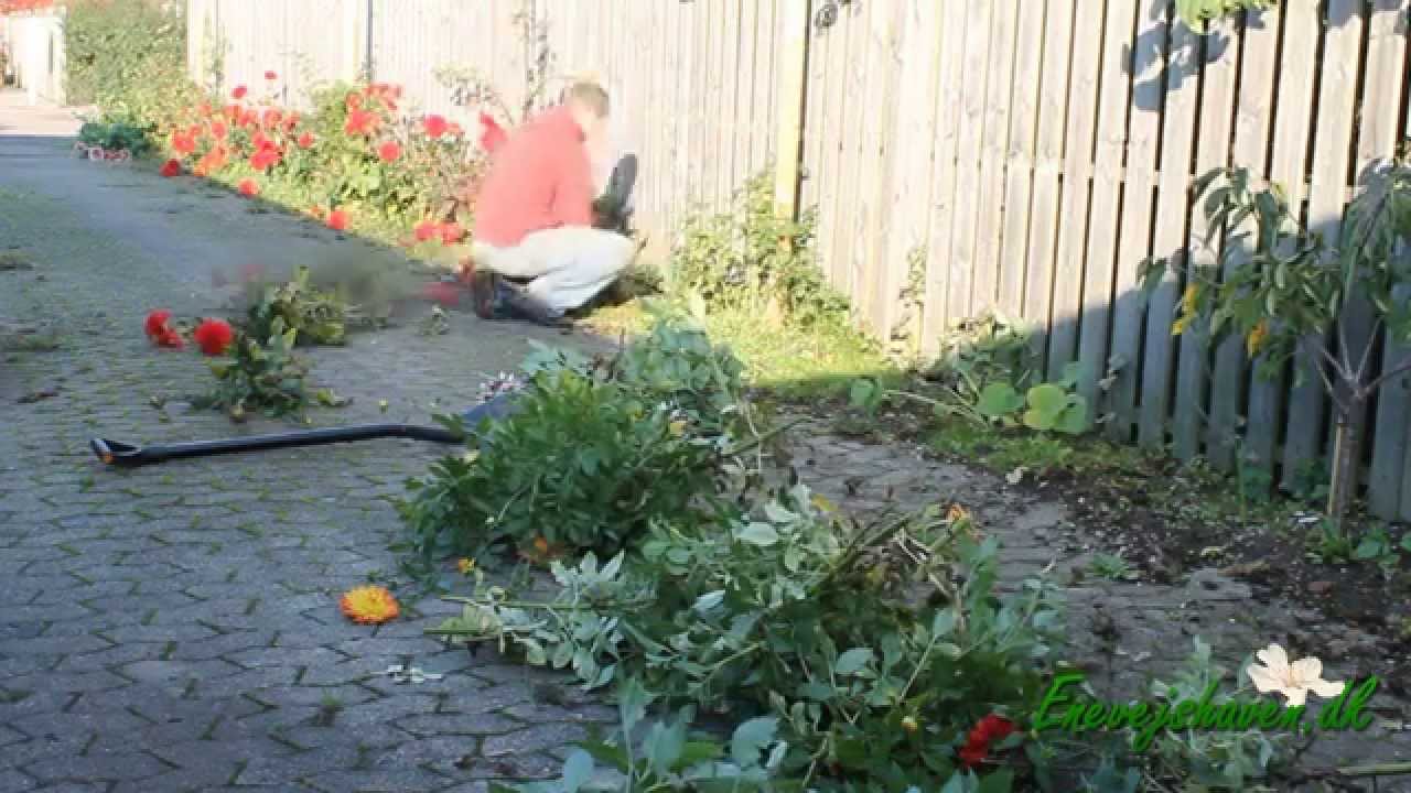 Georginer/Dahlia tages op
