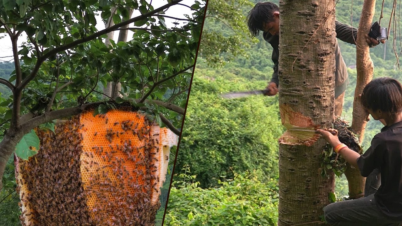 Primitive Technology: Amazing Find Giant HoneyBee For Food In The Forest