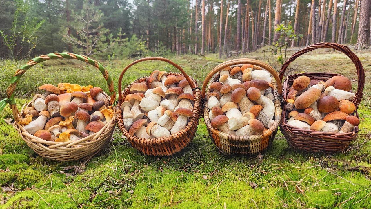 БЕЛАЯ ГОРЯЧКА!!! НАШЕСТВИЕ ЕЛОВЫХ БЕЛЫХ ГРИБОВ!!! 15 ИЮЛЯ 2023.