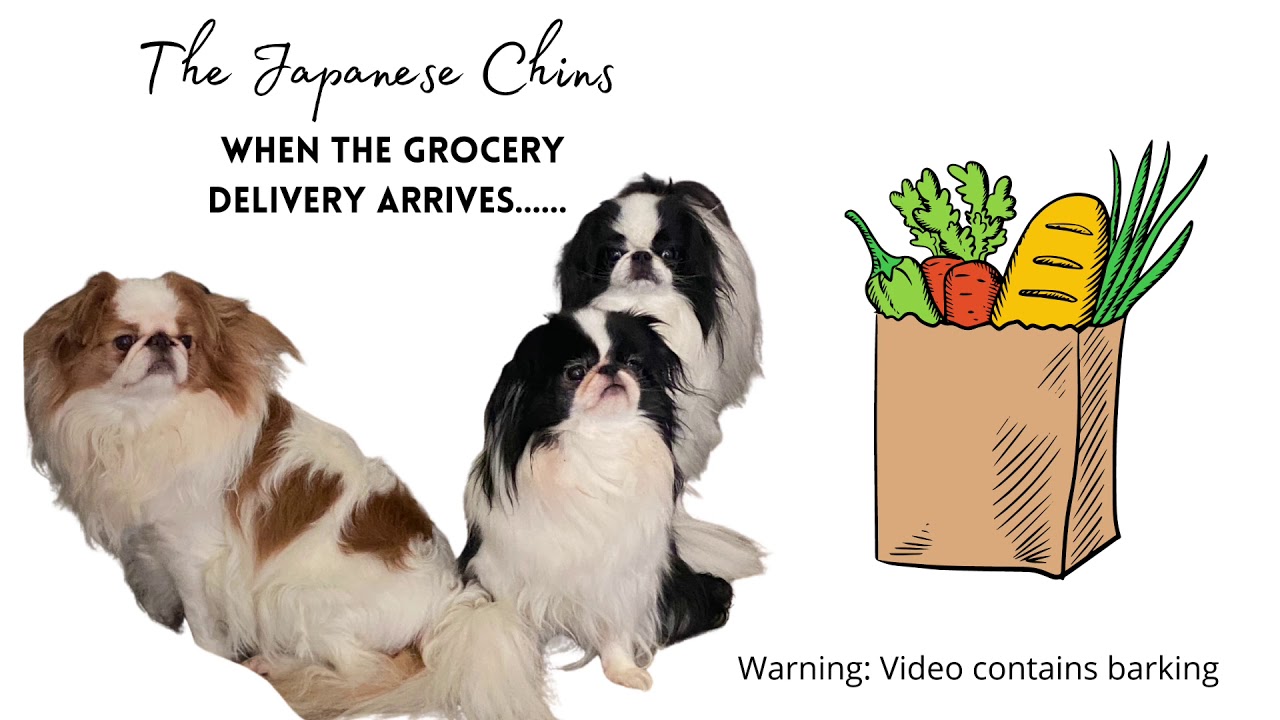 The Japanese Chin Dogs - When the grocery delivery arrives