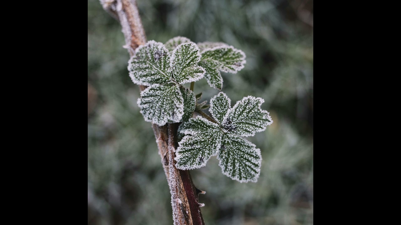 How the ice storm impacted the West-Island?