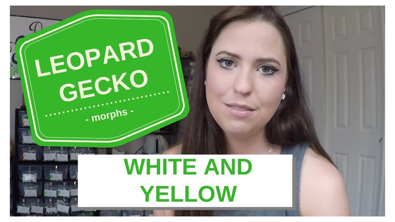 Leopard Gecko Morphs!!! - White and Yellow