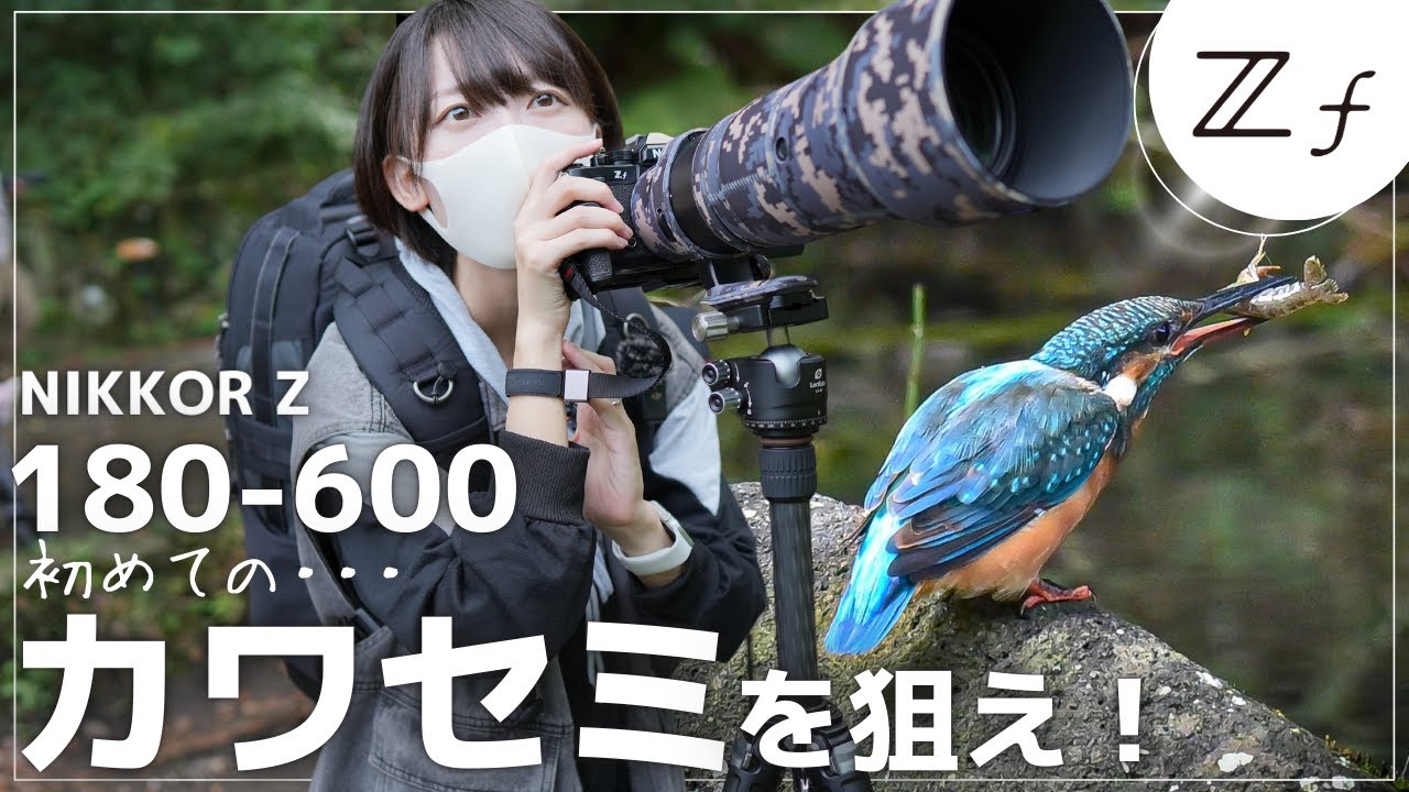 【超望遠】Z180-600mmでカワセミを狙う！初めてのカワセミをNikon Zfで撮ります！今回は三脚撮影です。是非お楽しみ下さい。野鳥撮影は楽しい！【Nikon Zf】