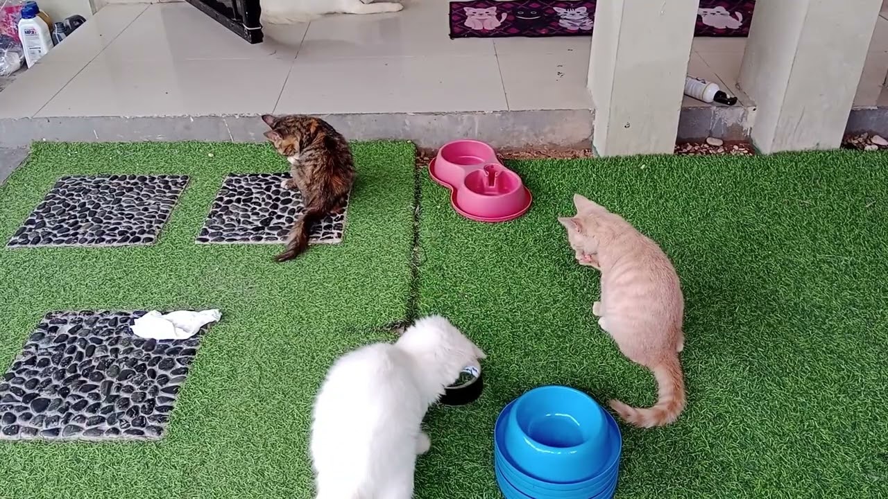 Aktifitas setiap hari kucing - kucing