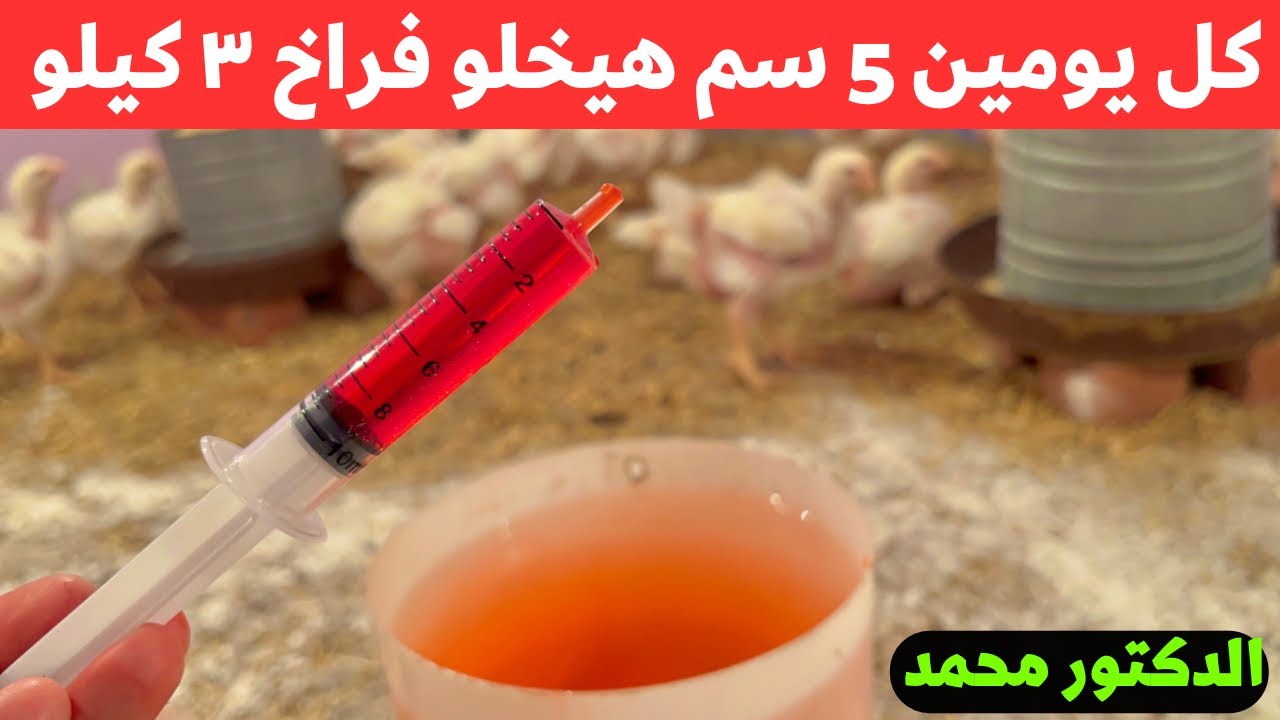 زياده وزن الفراخ البيضاء الي ٣ كيلو عمر شهر بطريقه جنونيه