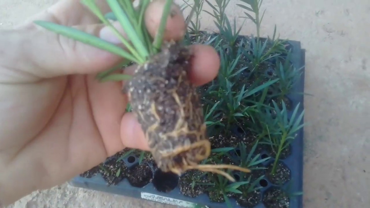 Como fazer muda de podocarpus