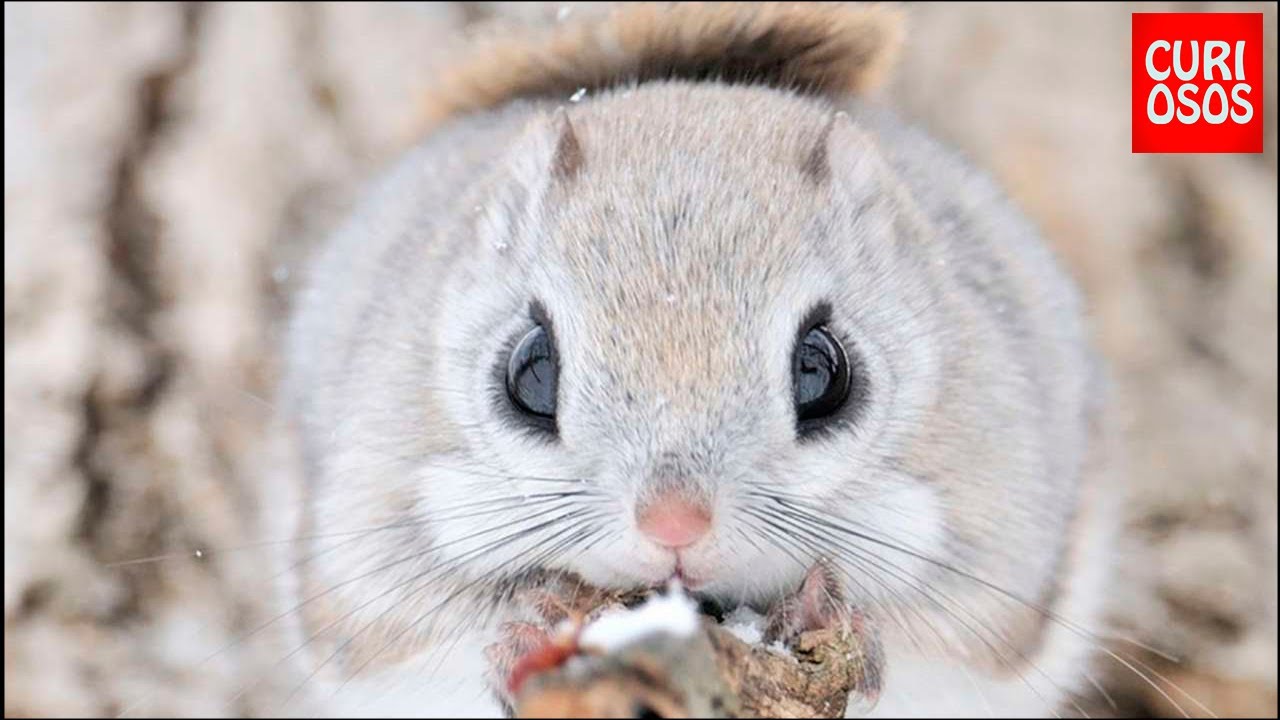 TOP 6 ANIMAIS FOFOS INCOMUNS  QUE VOCE PODE TER EM CASA