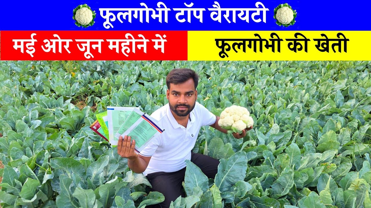 मई जून में फूलगोभी की खेती और उसका बेस्ट वैरायटी | Top Best Cauliflower Variety