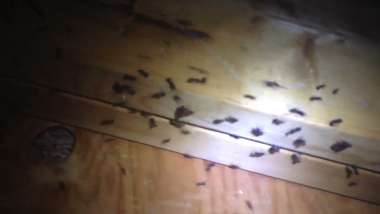 Carpenter Ants and Carports Not a Good combination😱