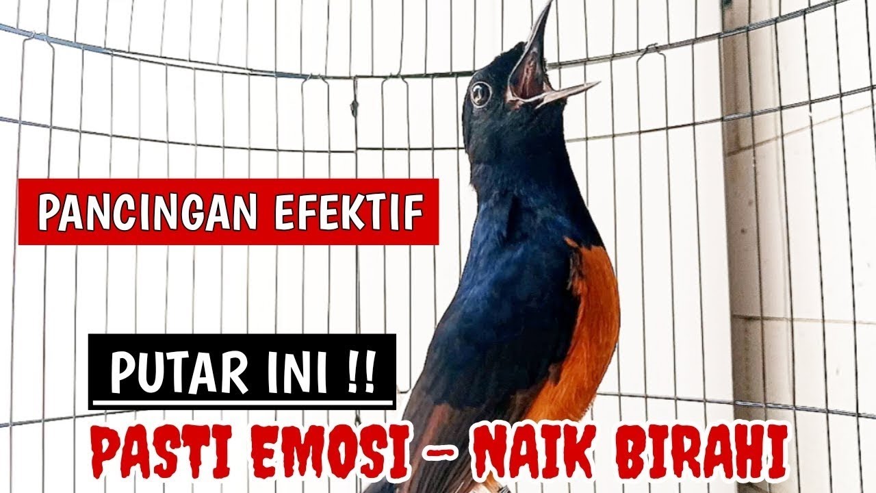 PANCINGAN MURAI PASTOL AGAR BUNYI