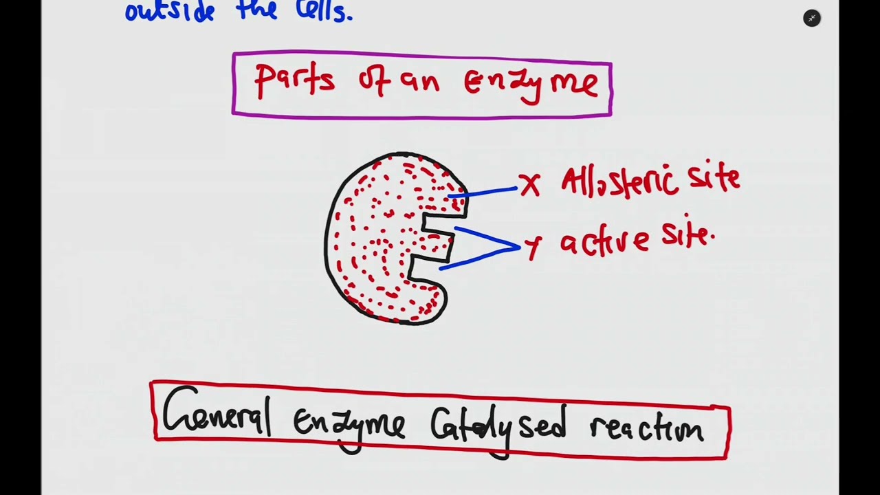 BIOLOGY -ENZYMES