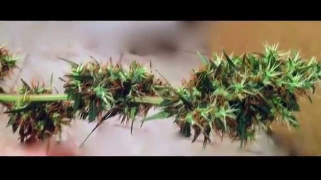 Como Plantar Maconha Indoor 6