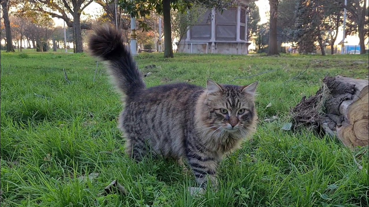 Amazingly beautiful tabby cat with incredibly long fluffy hair.