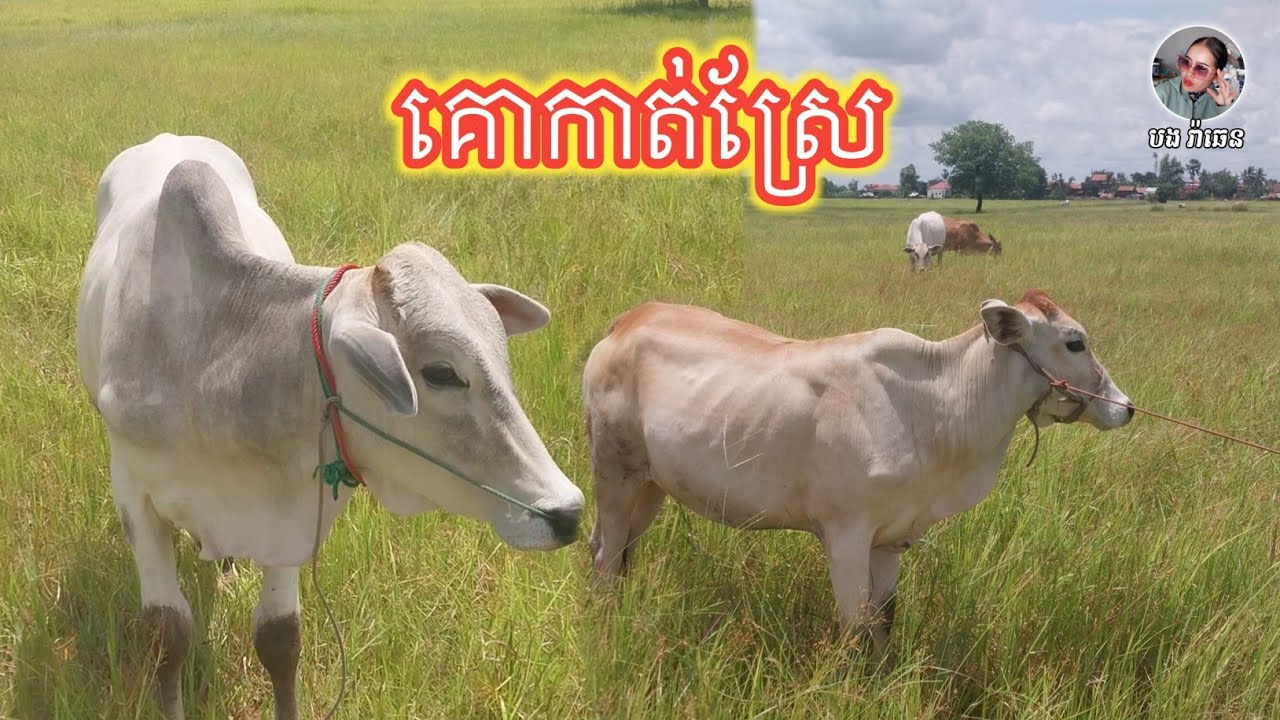 គោស្រែ ល្អៗណាស់ // Very good cows